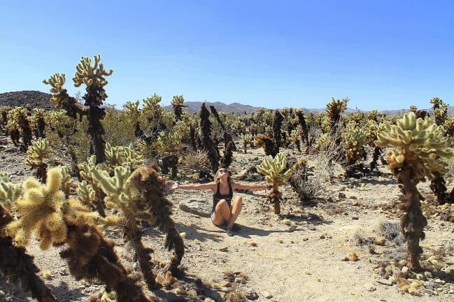 Cholla Cacti in Joshua Tree National Park