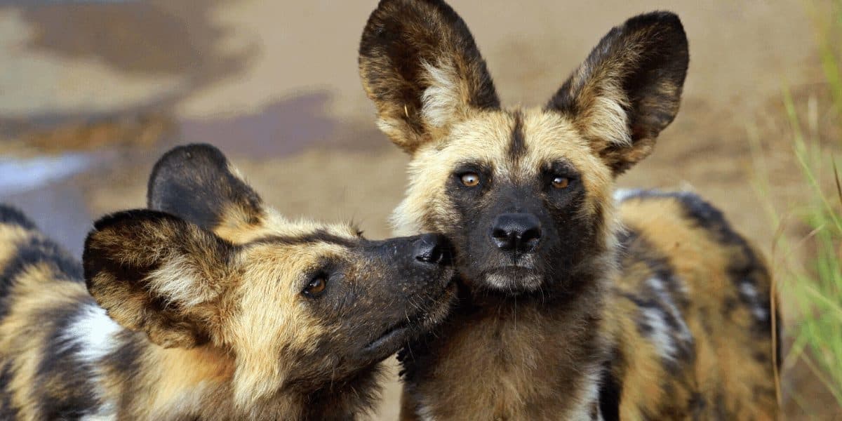 Endangered African Animals - African Wild Dog