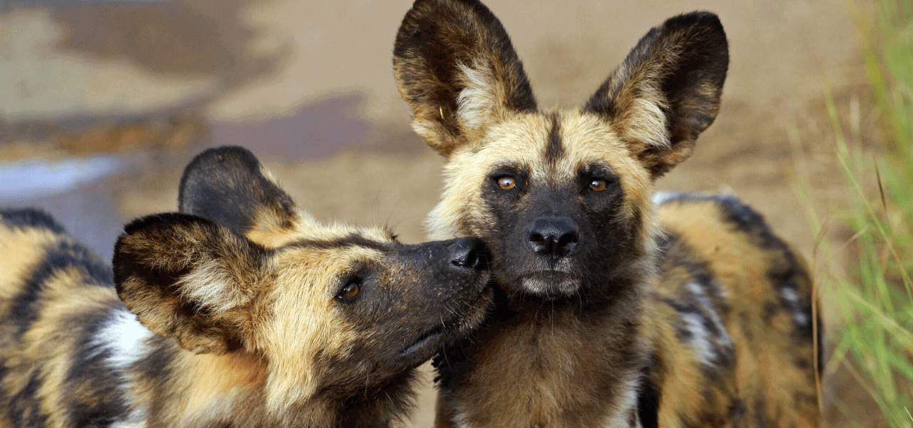 Endangered African Animals - African Wild Dog
