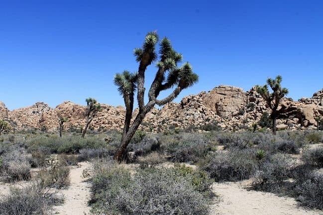 Joshua Trees