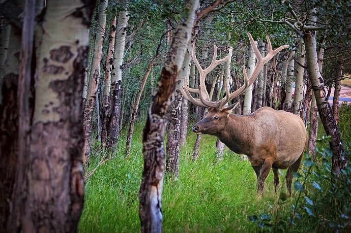 Elk in Forest