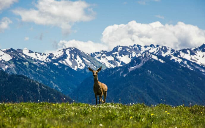 View of scenery and wildlife in Olympic National Park that led to it becoming one of the best UNESCO sites in the USA