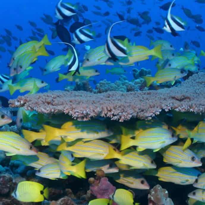 Endemic marine life in Papahānaumokuākea garnered UNESCO world heritage status in 2006