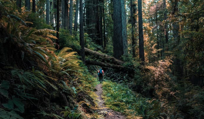Hiker dwarfed by redwood trees in Redwood National and State Parks, home to universally important ecosystems treasured by UNESCO 