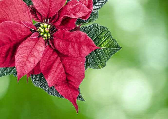 Poinsettia flower