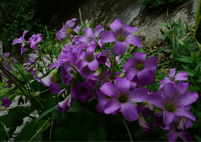 Flowers in the Woods