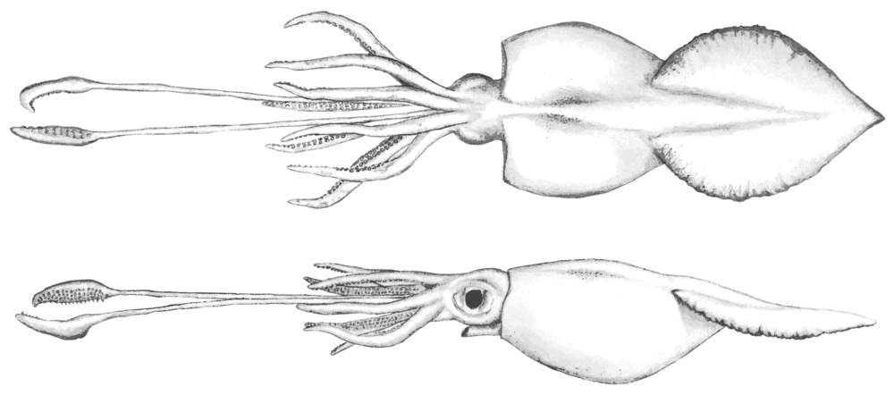 Colossal Squid