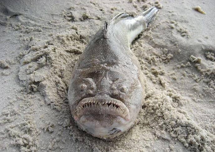 Ugly sea creature