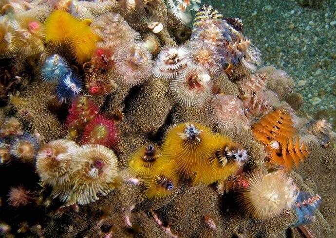 Christmas Tree Worm