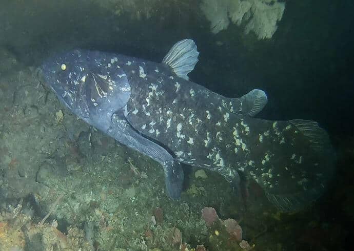 Coelacanth