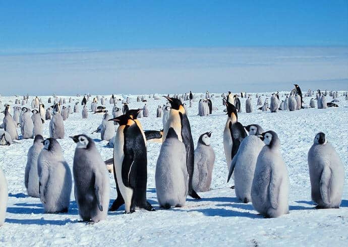 Adult and Baby Emperor Penguins