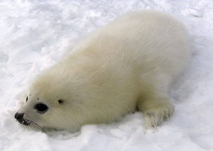 Baby Harp Seal