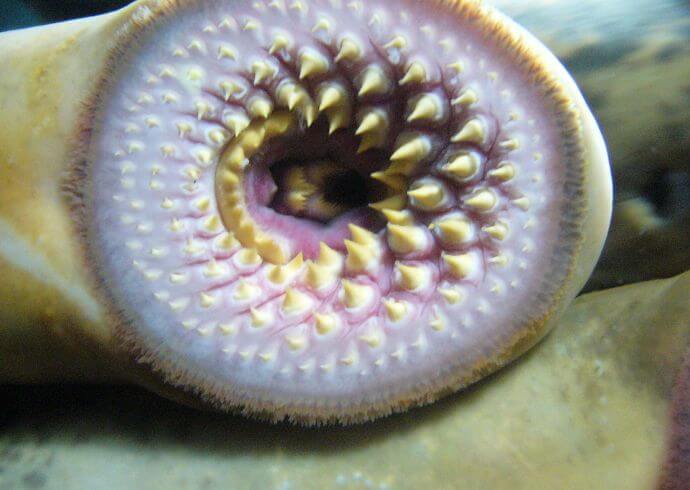 Lamprey