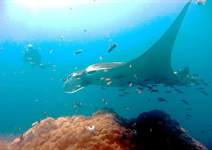 Giant Manta Ray