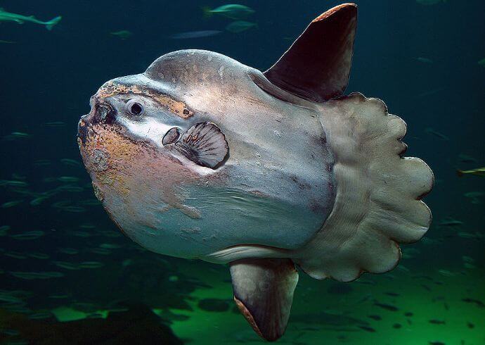 Ocean Sunfish