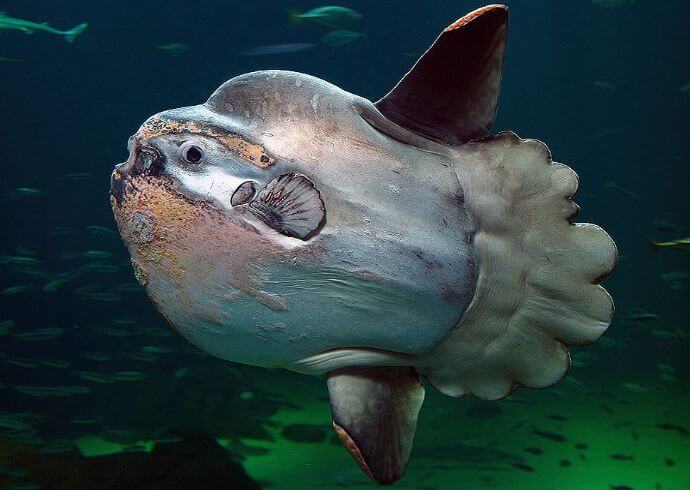 real weird sea animals