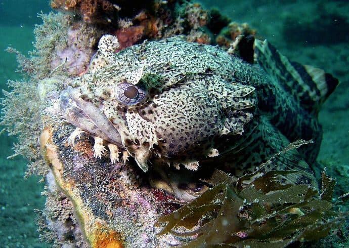 Oyster Toadfish