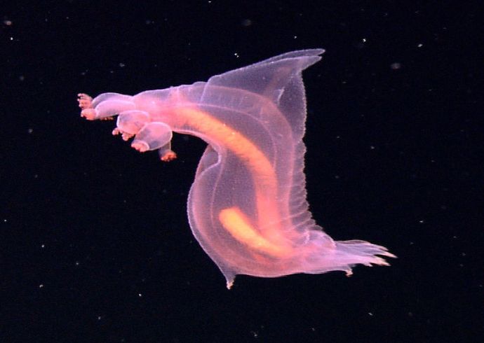 unusual sea animals