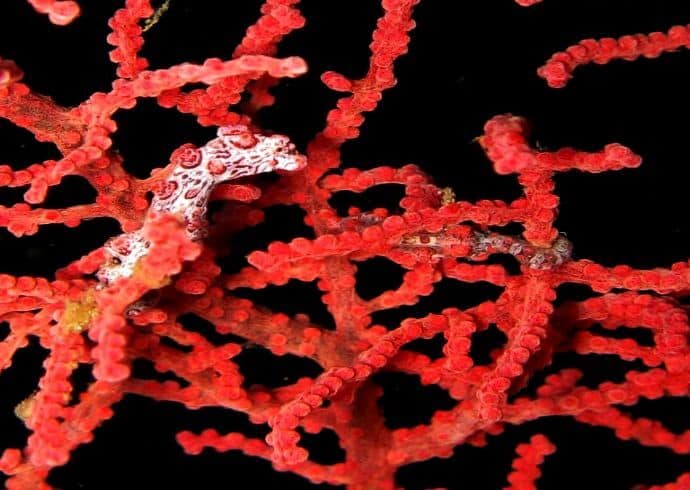 Pygmy seahorse