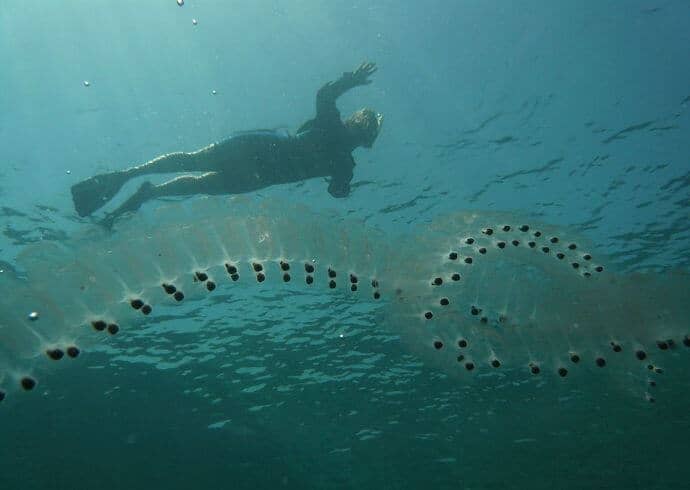 Chain of Sea Salps