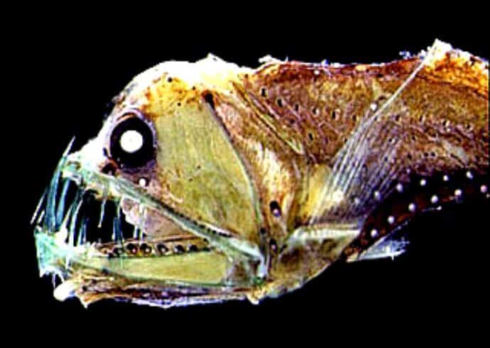 Viperfish