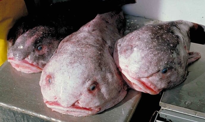 Blobfish: Cool Weird- Ocean Animals