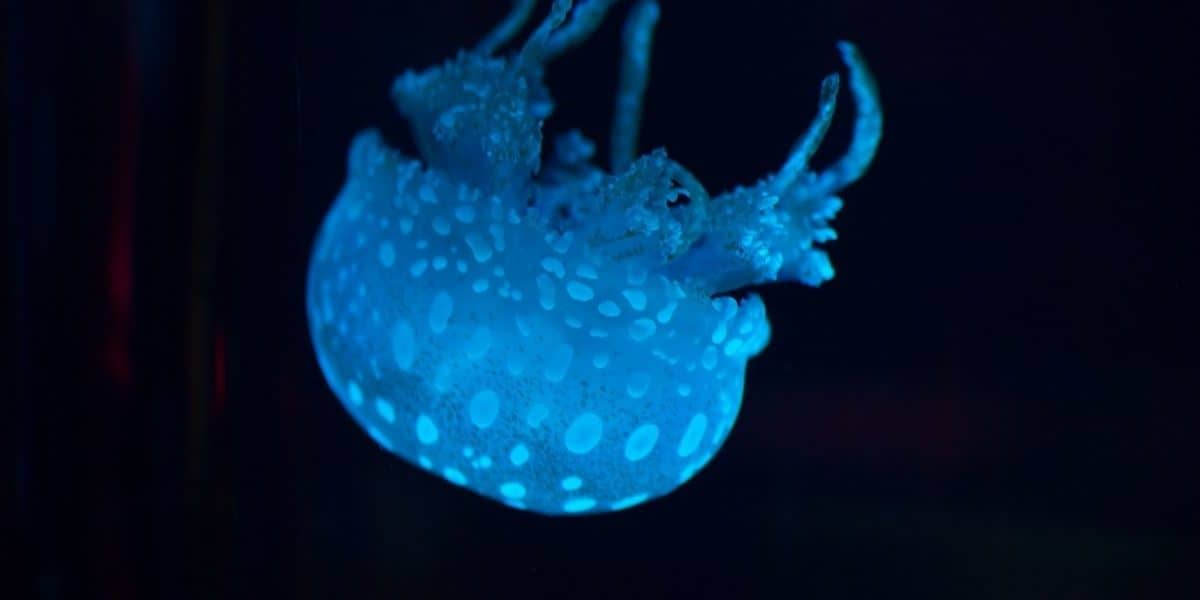 jellyfish in blue lighting floating upside down
