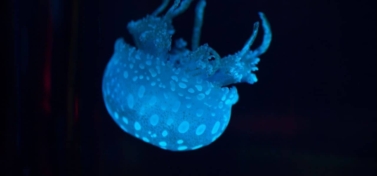 30 Cool & Weird Ocean Animals Around the World