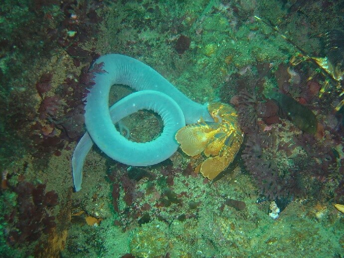 Hagfish on ocean floor