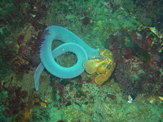 23 Fantastic Images Of The Incredibly Weird Things In The Ocean