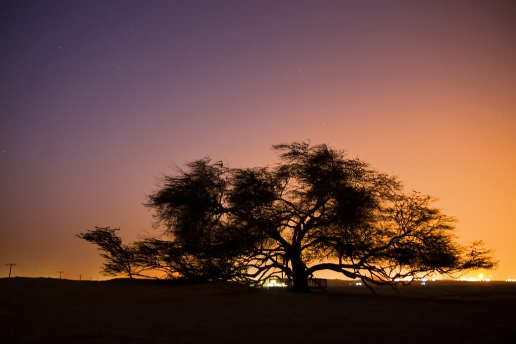 Tree of Life in Bahrain