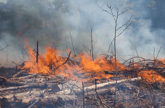 Clearing Forest for Palm Oil Plantations with fire