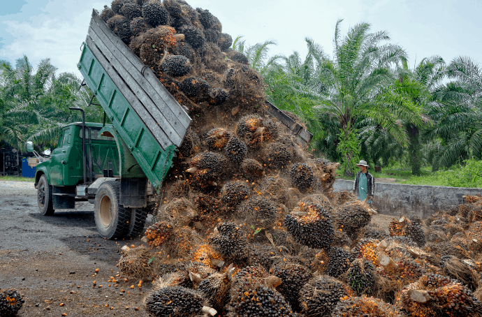 Sustainable Palm Oil: Fact or Fiction? A Look at RSPO Certification