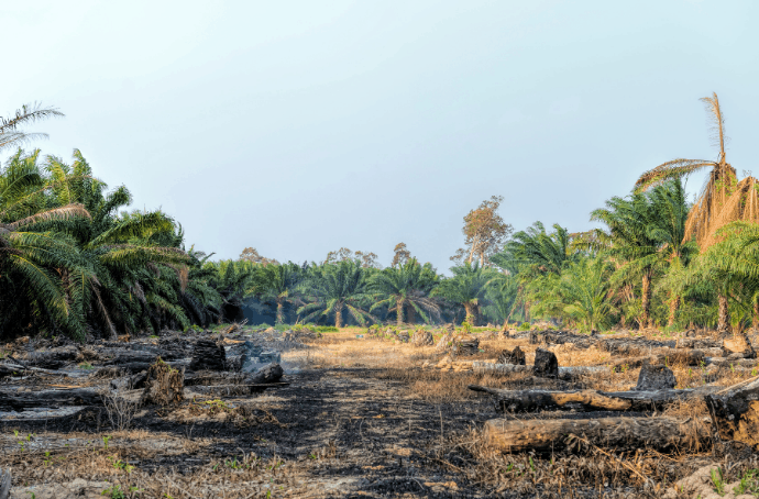 Plant palm oil plantations where they're sustainable — in Florida