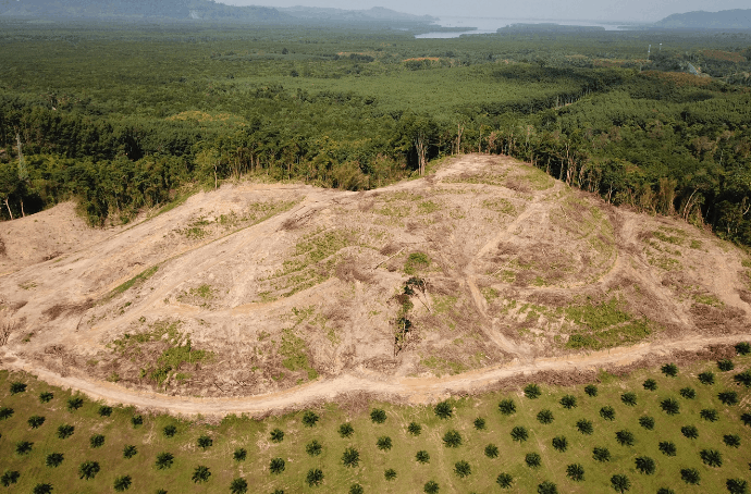 Palm Oil Deforestation