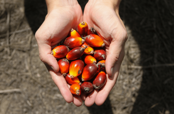Sustainable Palm Oil Kernels