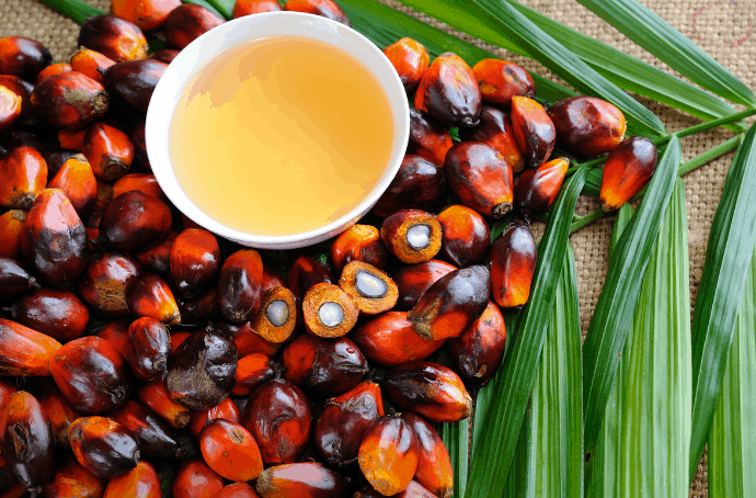 Palm Oil Kernels