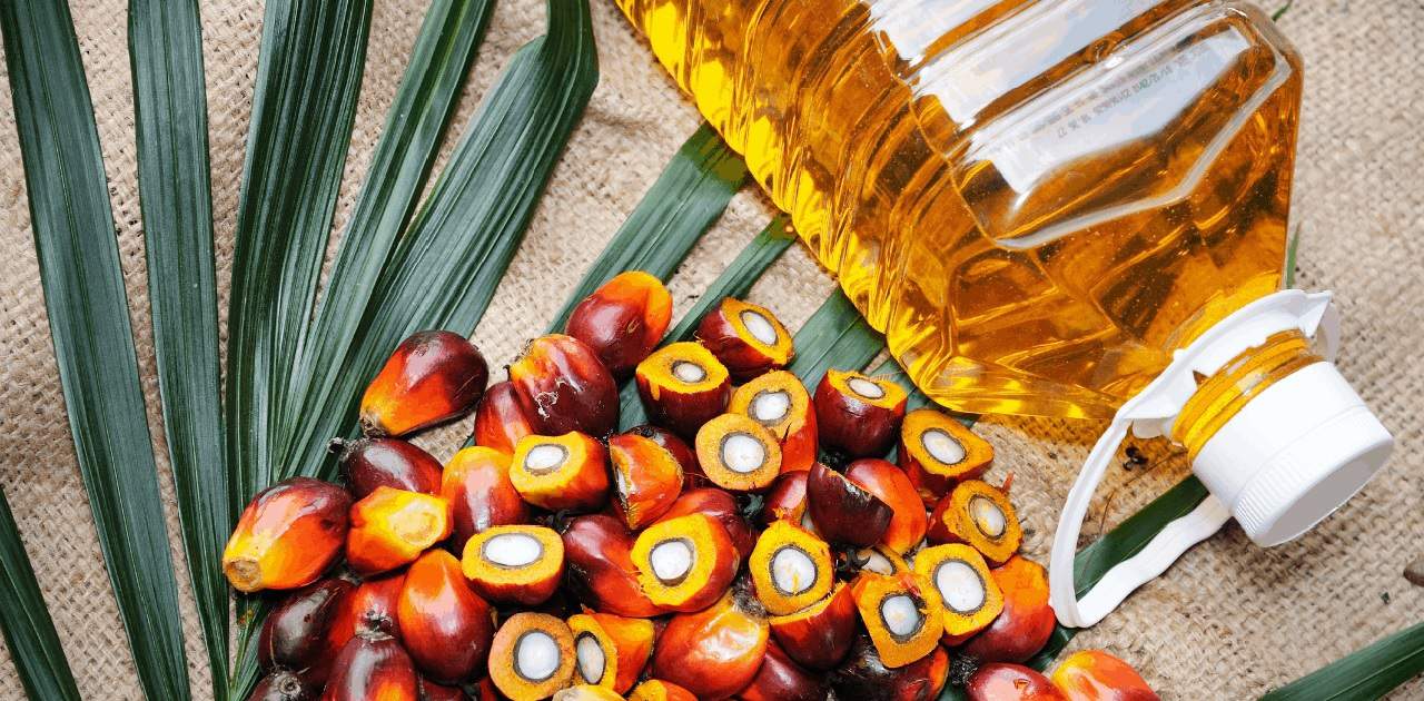 Palm Oil Lead