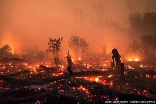 Deforestation for Palm Oil