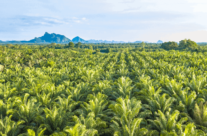 Palm plants