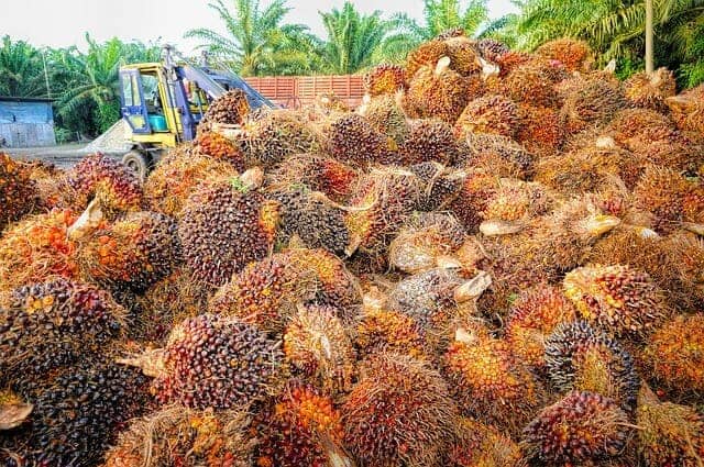 Palm Oil Fruit