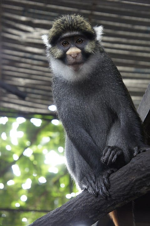 Sclater's-guenon