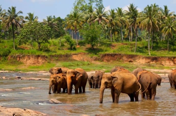 Elephants on Sri Lanka