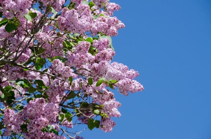 Lilac Festival Mackinac Island, Michigan, USA