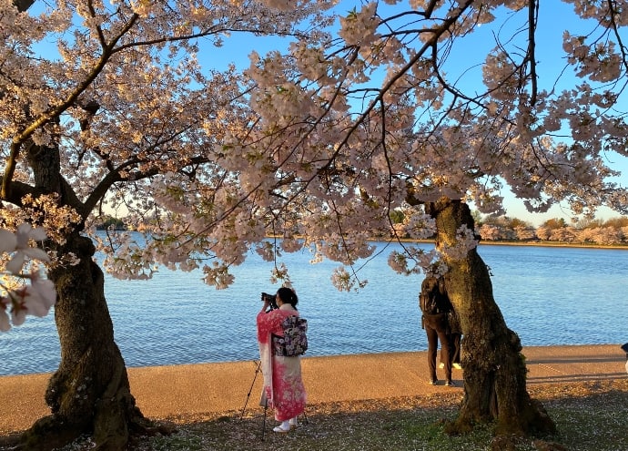 National Cherry Blossom Festival, Washington DC USA