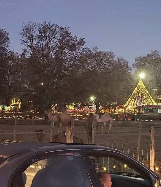 Georgia Christmas - Pettit Creek Farms Christmas Lights