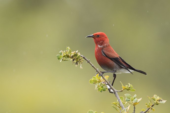 Aves de Hawái: ʻApapane en el Parque Nacional Haleakala