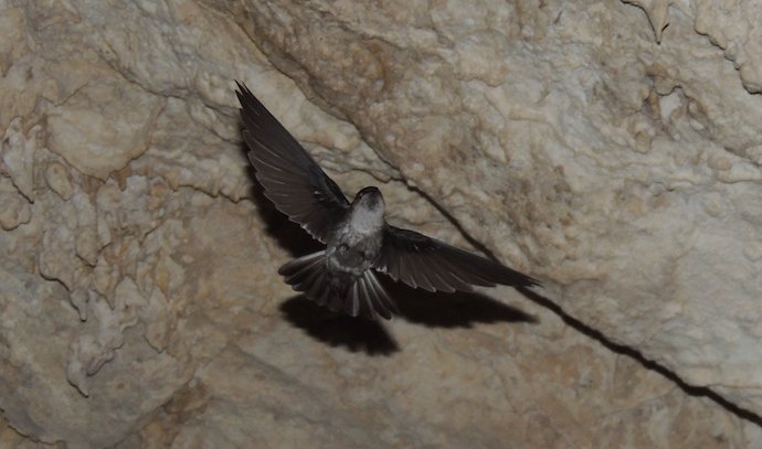 Atiu Swiftlet (aka Kopeka Bird) in the Cook Islands