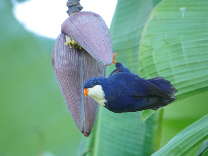 Blue Lorikeet in the Cook Islands