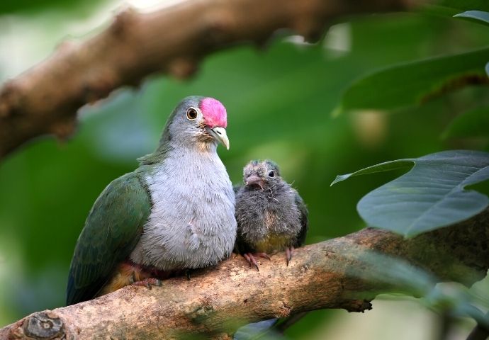 Fruit Dove